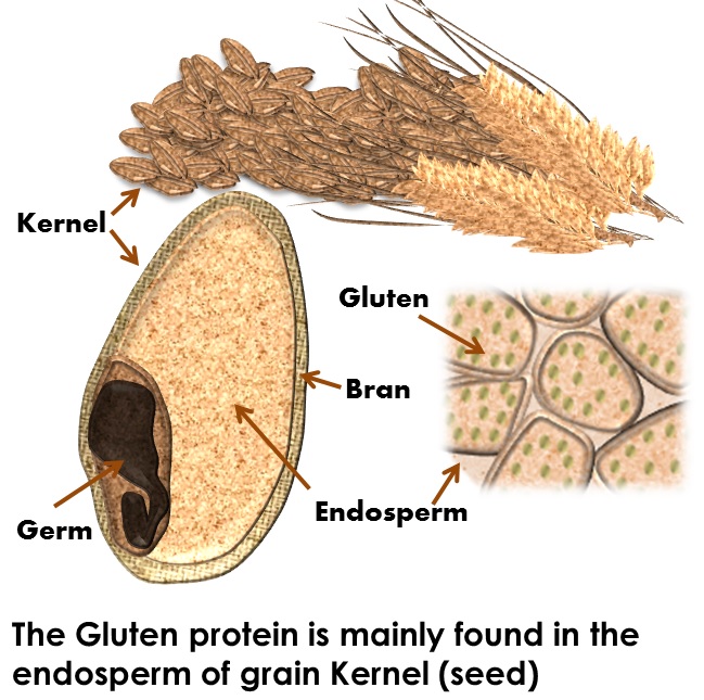gluten free proteins