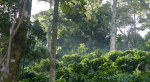 shade-grown coffee is better for the environment