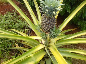 pineapple for hawaiian millionaire pie