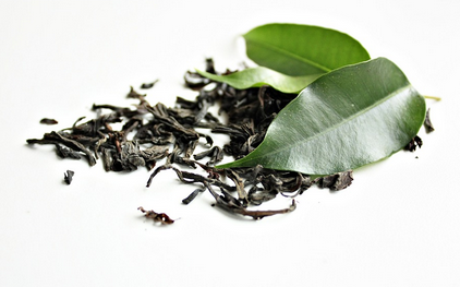 how green tea is made portland oregon
